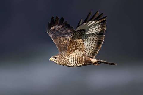 Common buzzard (Buteo buteo), in flight, Switzerland, Europe