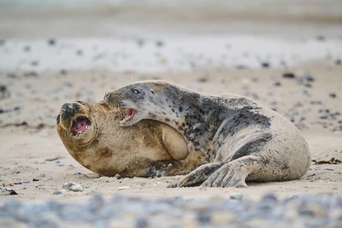 Grey seal (Halichoerus grypus) playing with each other on the beach, Düne, Helgoland,