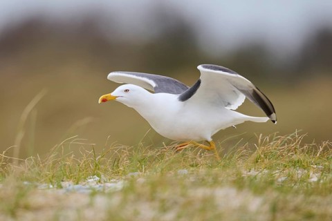 Yellow-legged gull (Larus michahellis) starts flying from the grass, Düne, Helgoland,