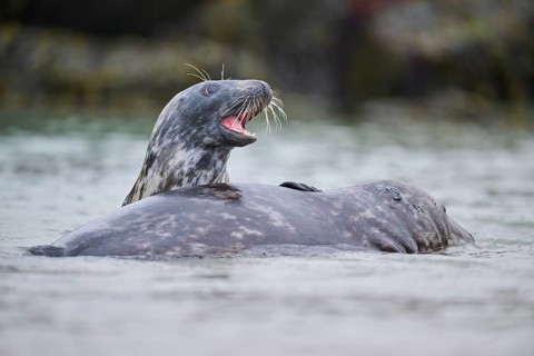 Grey seal (Halichoerus grypus) playing with each other in the water, sea, Düne, Helgoland,
