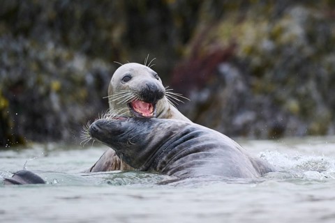 Grey seal (Halichoerus grypus) playing with each other in the water, sea, Düne, Helgoland,