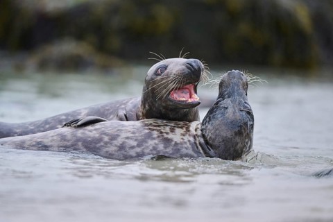 Grey seal (Halichoerus grypus) playing with each other in the water, sea, Düne, Helgoland,