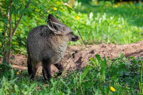 A Bat-eared fox (Otocyon megalotis) stands next to a sandy place in a green meadow on a sunny day