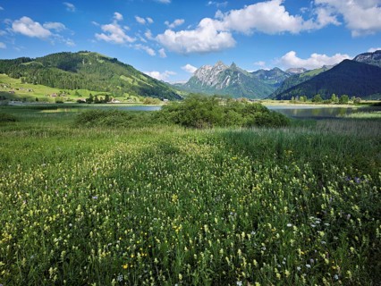 Reed meadow blooming in the background of the, reservoir, Sihlsee, Euthal, Canton Schwyz,
