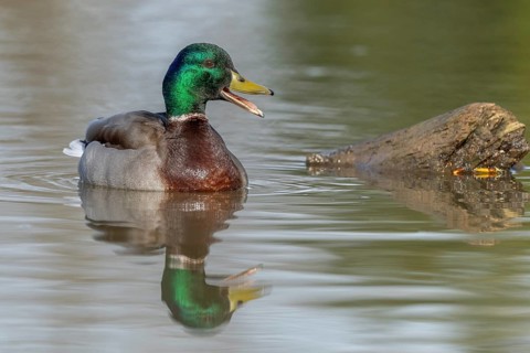 Male mallard duck (Anas platyrhynchos) swimming by opening its beak at the edge of a river in