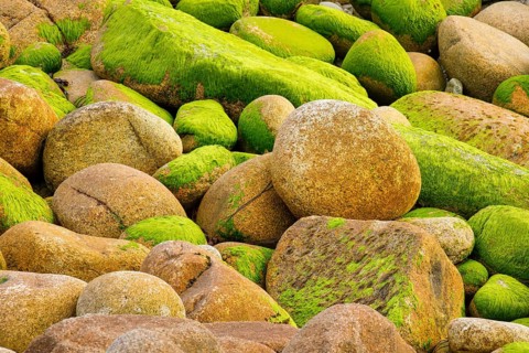 Ochre-coloured stones overgrown with green moss, stone stand in the Breatgne, France, Europe