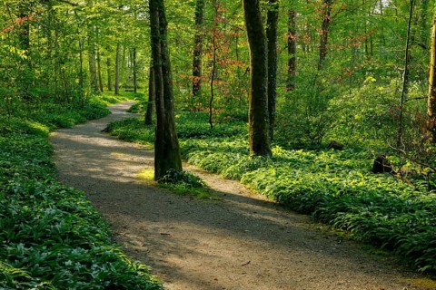 Forest path in the evening light in the canton of Thurgau, Switzerland, Europe