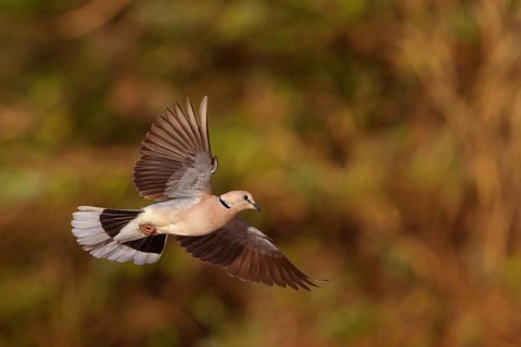 Red-crested Pigeon, (Streptopelia vinacea), Red-winged Turtle Dove, Morgan Kunda lodge / road to