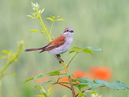 Red-backed shrike, red-backed shrike, thorn-backed shrike, family of shrikes, (Lanius collurio),