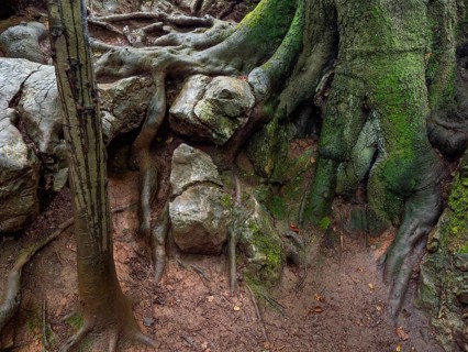 Beech roots and rock in the Felsenmeer nature reserve, near Hemer in the Sauerland region