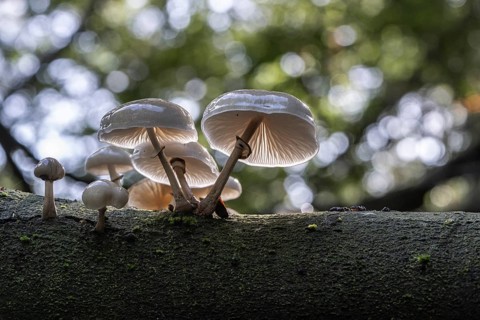 Ringed beech slime moulds (Oudemansiella mucida), Emsland, Lower Saxony, Germany, Europe