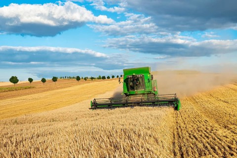 Combine harvester harvesting wheat, endless cornfield, blue sky with cumulus clouds, Saalekreis,