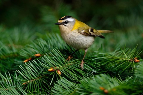 Common Firecrest (Regulus ignicapilla), Asturias, Spain, Europe
