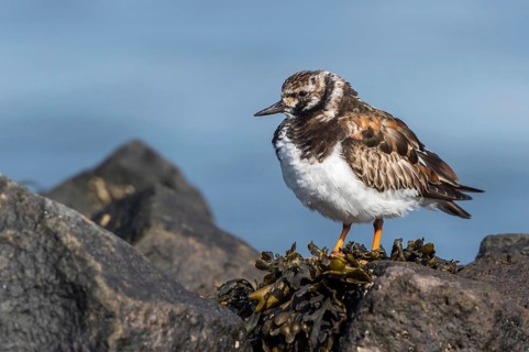 Ruddy Turnstone (Arenaria interpres), Texel, Netherlands