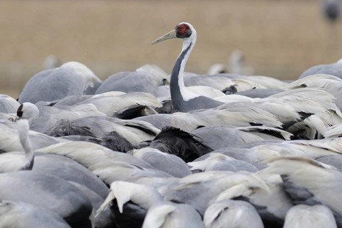 White-naped Crane (Antigone vipio), Arasaki, Japan, Asia
