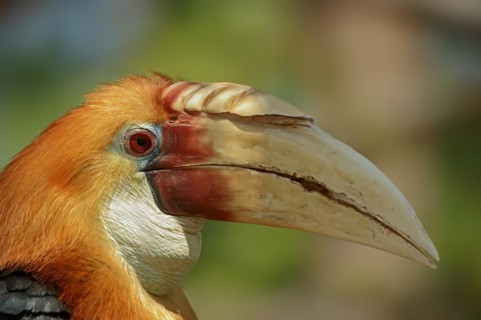 Papua Hornbill (Rhyticeros plicatus, Aceros plicatus), portrait, male, captive, occurring in South