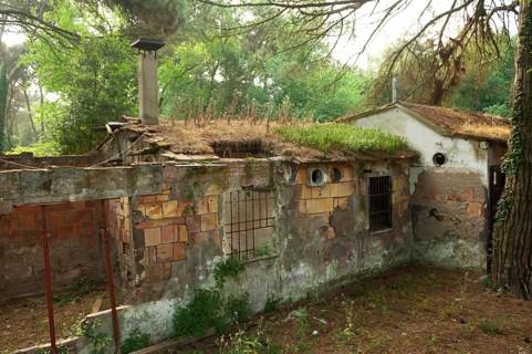Ruined house in a pine forest near Ravenna, Italy, Europe