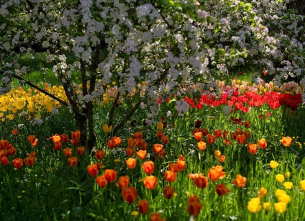 Ornamental cherry, Japanese flowering cherry (Prunus serrulata), red and yellow tulips (Tulipa)