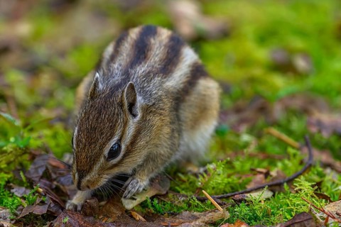 Siberian chipmunk (Eutamias sibiricus) in a forest in Tilburg Noord Brabant in the Netherlands