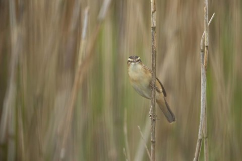 Sedge warbler (Acrocephalus schoenobaenus) adult bird in a reedbed, England, United Kingdom, Europe