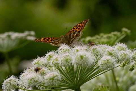 Silver-washed fritillary (Argynnis paphia), Carinthia