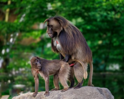 Gelada baboons (Theropithecus gelada), Germany, Europe