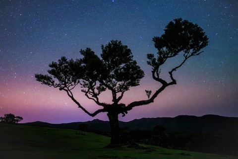 Centuries-old til trees in fantastic magical idyllic Fanal Laurisilva forest in night with starry