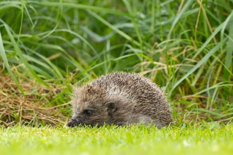European hedgehog (Erinaceus europaeus) adult animal on an urban garden grass lawn in the spring