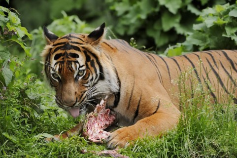 Sumatran tiger (Panthera tigris sumatrae), feeding, captive, occurring on Sumatra, Indonesia, Asia