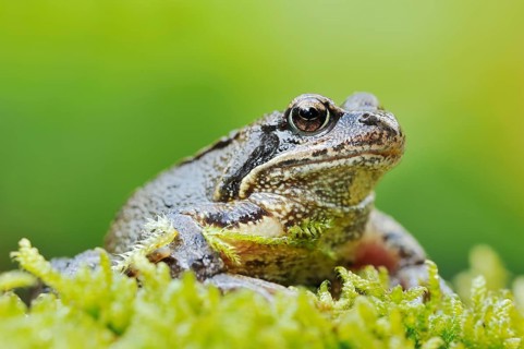 Common frog (Rana temporaria), North Rhine-Westphalia, Germany, Europe