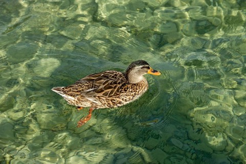 Mallard (Anas platyrhynchos) swimming in crystal clear transparent water on the shore of Lake