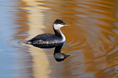 Slavonian grebe (Podiceps auritus), adult, in a white plumage, winter plumage, swimming in Lake