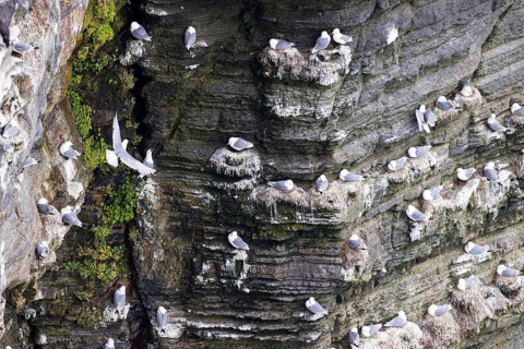 Black-legged kittiwake (Rissa tridactyla), nesting birds on rocky outcrop, Orkney Islands,