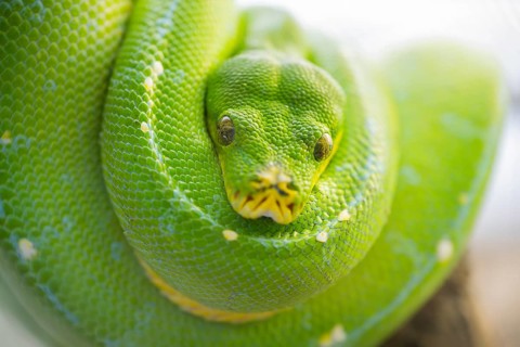 Green tree python (Morelia viridis), portrait, captive, Germany, Europe