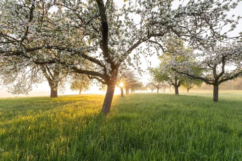 Fresh blossom, morning light, ground mist... simply magical! Foothills orchard meadow in bloom -