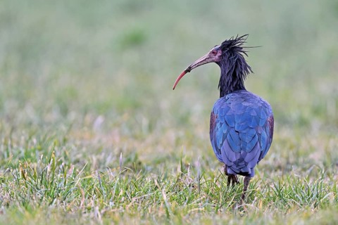 Northern bald ibis (Geronticus eremita), foraging in a meadow, Canton Zug, Switzerland, Europe