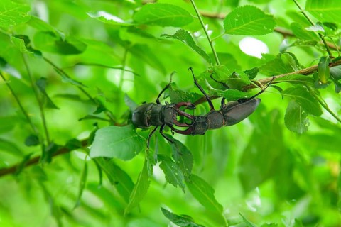 Test of strength in the forest - Two stag beetles in a territorial battle in the Swabian foothills