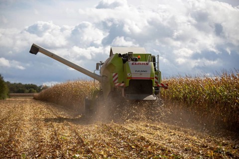 Maize harvest in the Vorderpfalz