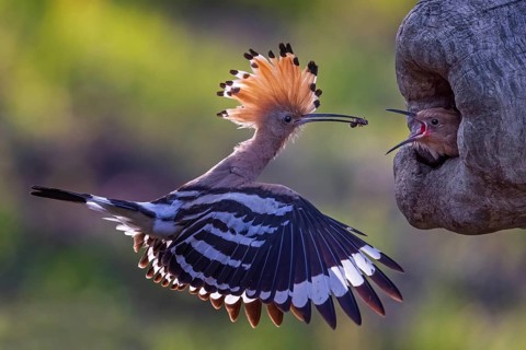 Eurasian Hoopoe (Upupa epops) feeding chick in breeding cavity, Saxony-Anhalt, Germany, Europe