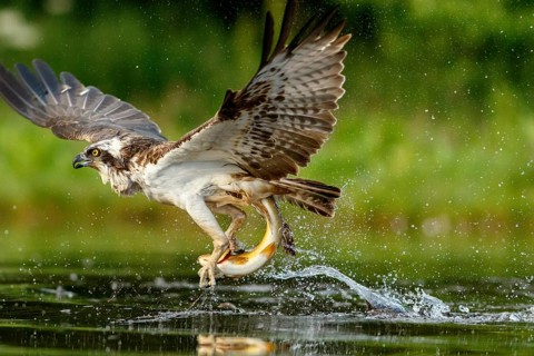 Osprey (Pandion haliaetus), fishing on lake, Cairngorms National Park, Scotland, United Kingdom,