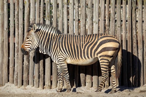 Close-up of a zebra at the zoo in Landau, Palatinate