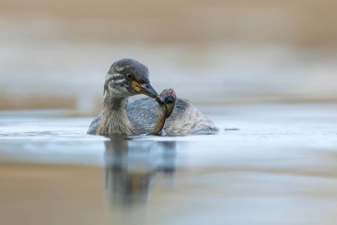 Australasian Grebe (Tachybaptus novaehollandiae) young with food in its beak, Victoria, Australia,