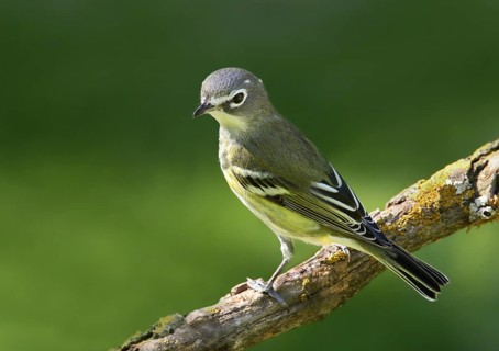 Blue-headed Vireo, Vireo solitarius perched in Saskatoon, Saskatchewan, Canada, North America