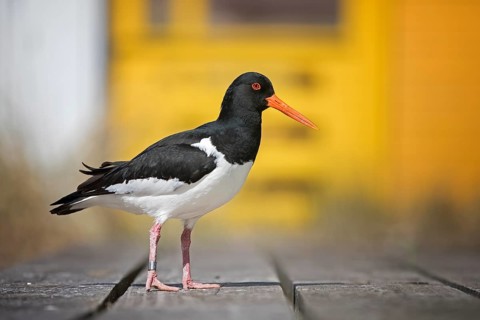 Eurasian Oystercatcher (Haematopus ostralegus), Schleswig-Holstein, Germany, Europe