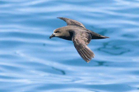 Grey-faced Petrel (Pterodroma gouldi) flying, Victoria, Australia, Oceania