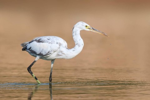 Western Reef Heron (Egretta gularis), Eilat, Israel, Asia