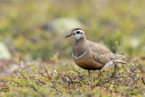 Eurasian Dotterel (Charadrius morinellus), Dalarna, Sweden, Europe