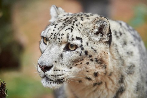 Snow leopard (Panthera uncia) or (Uncia uncia) portrait in autumn, captive
