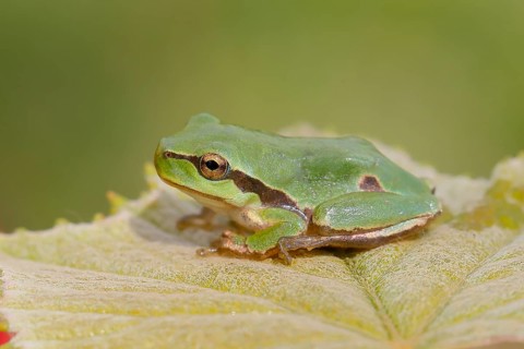 European tree frog (Hyla arborea), young animal sitting on a leaf, Wildlife, Animals, Lake Neusiedl