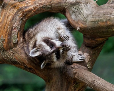 Raccoon (Procyon lotor), Germany, Europe